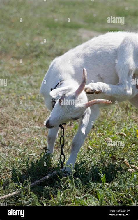 Plain Goat Hi Res Stock Photography And Images Alamy