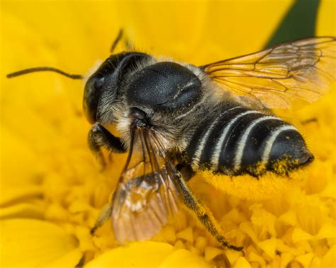 Living with Leafcutter Bees: Free Webinar - Tualatin Soil and Water Conservation District