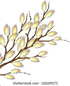 Pussy Willow Branches Stock Vector Royalty Free 126109256 Shutterstock