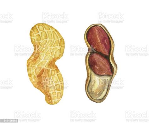 Two Peanut In Open Nutshell Isolated On White Background Watercolor