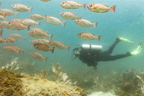 Arraial do Cabo Diving Introduction - Book Online at Civitatis.com