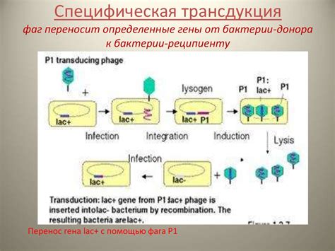 Генетичекий обмен у бактерий - презентация онлайн
