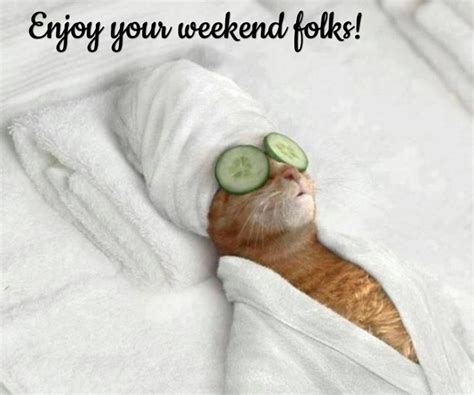 Enjoy Your Weekend Gatos Bebê Humor De Gato Engraçado Memes De