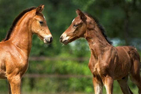 Ziektes En Aandoeningen Van Het Paard