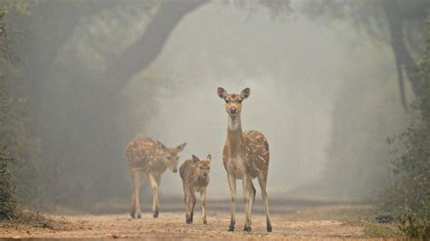 Meet Rathika Ramasamy Indias First Woman Wildlife Photographer