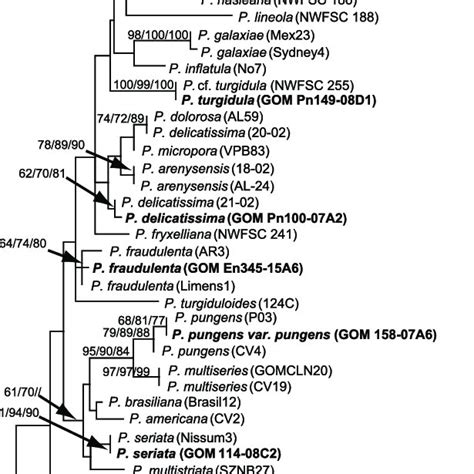 Maximum Likelihood Tree Inferred From ITS2 Sequences Of The RRNA Gene