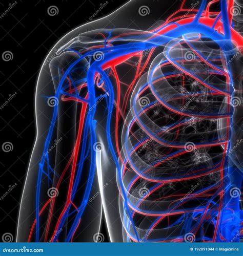 Human Internal Organs Circulatory System Arteries And Veins Anatomy