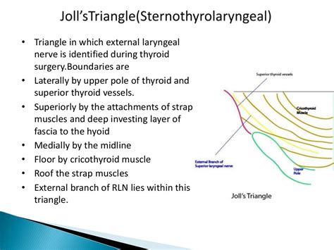 Thyroid Gland Surgical Anatomy