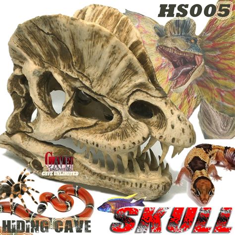 Jual HS005 HIDDING SKULL KERANGKA DILHOPOSAURUS TENGKORAK DINOSAURUS