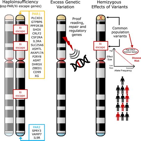 Frontiers Analysis Of Genetic Variability In Turner Syndrome Linked To Long Term Clinical Features