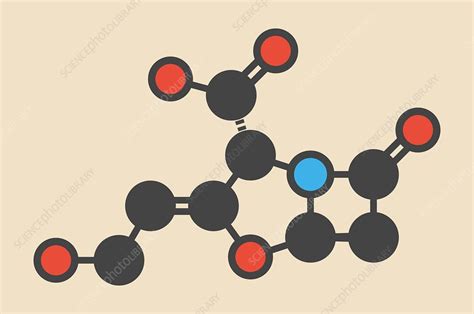 Clavulanic acid molecule - Stock Image - F013/0273 - Science Photo Library