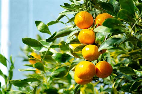 Single Box Of Satsuma Oranges Sells For 1 Million Yen