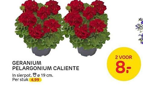 Geranium Pelargonium Caliente Aanbieding Bij Praxis Folders Nl