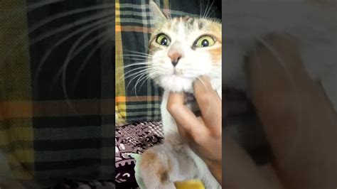 Cookie Enjoying Massage 😌😊cute Short Youtube