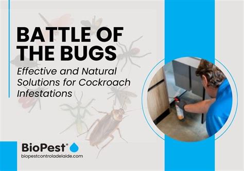 Effective And Natural Solutions For Cockroach Infestations Pest Control