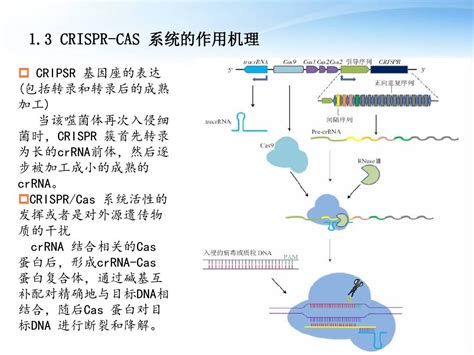 Crispr Cas9精细原理：基因敲除、点突变、基因插入word文档在线阅读与下载免费文档