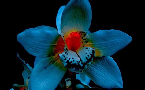 Show Me A Picture Of Black Orchid Flower | Best Flower Site