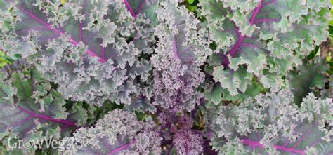 Growing Kale from Sowing to Harvest