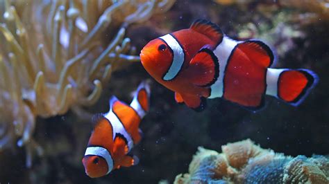 Why some clownfish are growing up too quickly | Popular Science