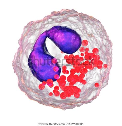 Granulocyte Osinophile Images Photos Et Images Vectorielles