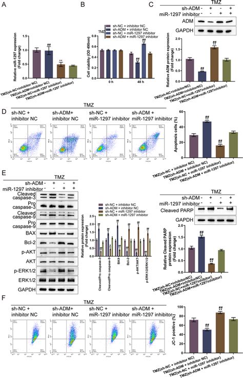 ADM Knockdown Partially Attenuated The Effects Of MiR 1297 Inhibition