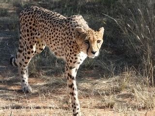 Jaguar Leopard Gepard Wo Ist Der Unterschied