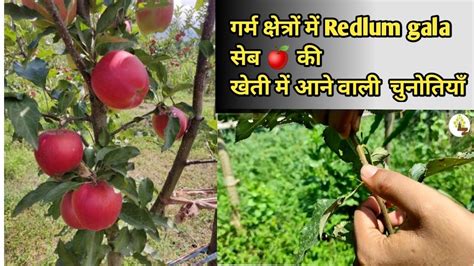 Problem Facing In Redlum Gala Apple 🍎 Farming In Hot Climate Ll Hot