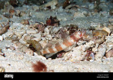 djeddensis  res stock photography  images alamy