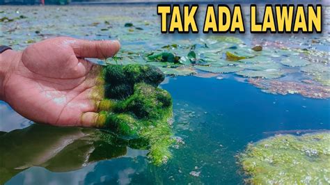 Yakin 99 Cuma Umpan Ini Yg Jitu Utk Mancing Ikan Nila Bahkan