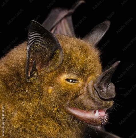 Spear Nosed Bat