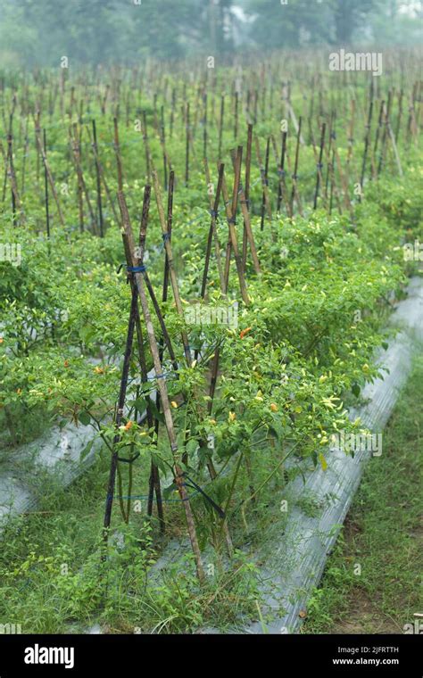 Asian Chili Hot Pepper Field In The Foggy Morning Stock Photo Alamy