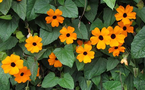 THUNBERGIA ALATA Hura do záhrady