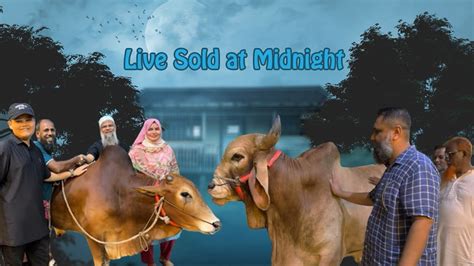 Kg Brahman Cross Bull Big Gir Sahiwal Live Sold Sadeeq Agro