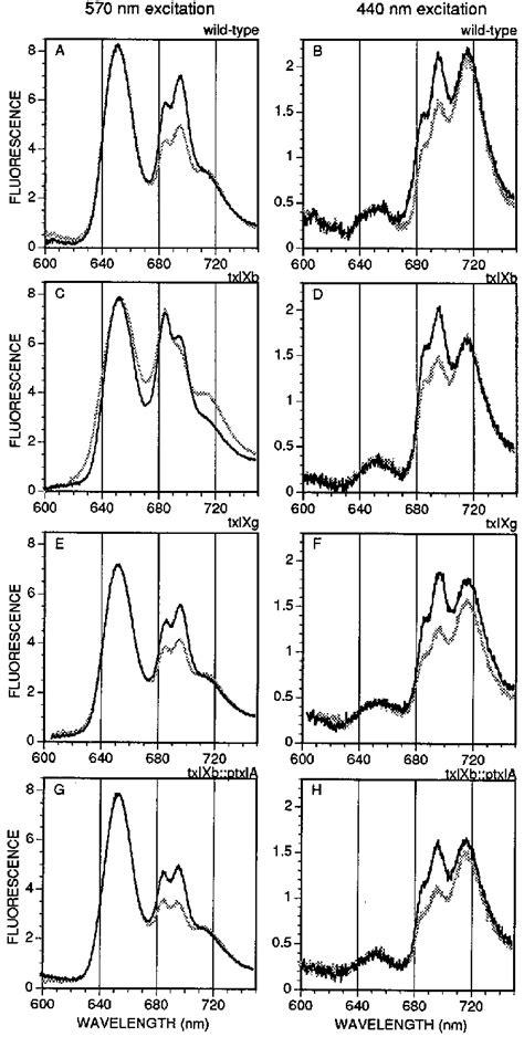 Fluorescence Emission Spectra From Various Strains At 77 K Spectra