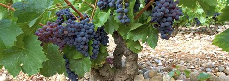 Everything you Need to Know about Garnacha from Spain