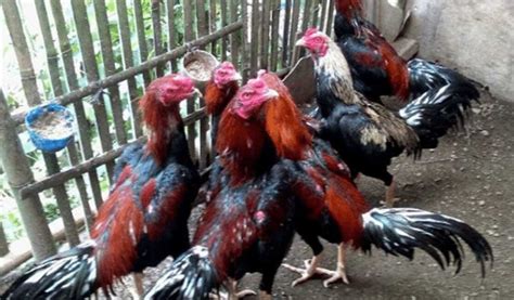 Cara Agar Ayam Bangkok Lebih Besar Dan Tinggi Maksimal