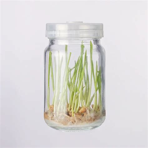 Different Tissue Culture Glass Bottle Plant Container Buy Tissue