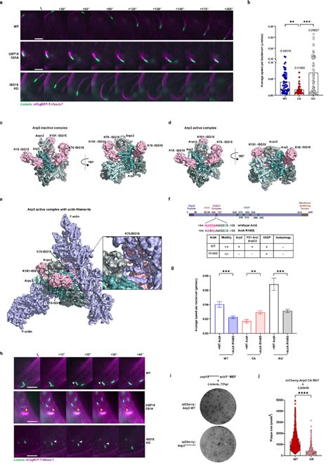 Isg Slows Arp Nucleation And Bacterial Comet Tail Speed A