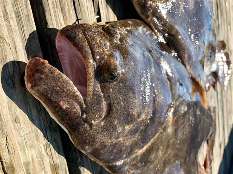 Fluke Fish Summer Flounder Fish Facts Paralichthys Dentatus A Z