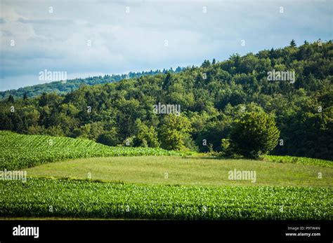 Slovenia, Europe: nature, landscape and green energy, the green meadows, trees and cultivated ...