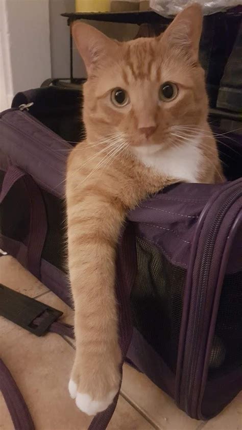 Consider Fostering Team Cat Rescue