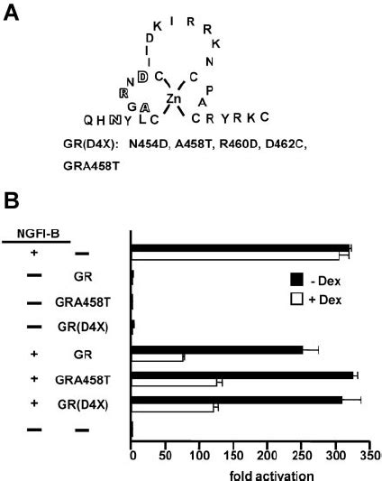 Gr Dimerization Is Not Required For Antagonism Of Ngfi B Dependent Download Scientific Diagram