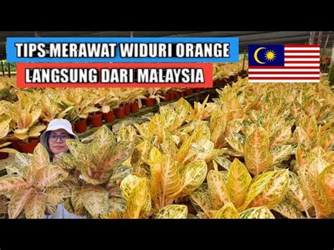 Tips Merawat Aglaonema Widuri Orange Langsung Dari Malaysia Youtube