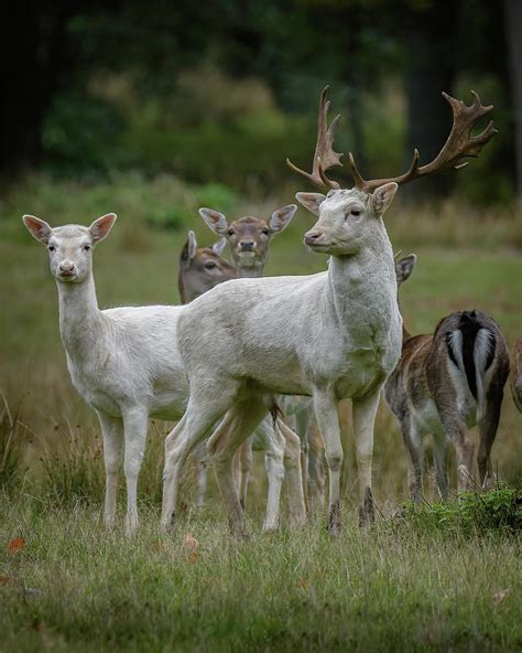 White Fallow Deer 9 Photograph By Inerro Land Pixels