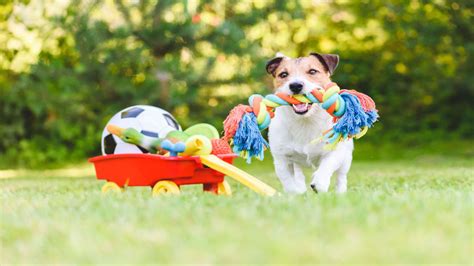 Tout Ce Que Vous Devez Savoir Pour Jouer Avec Votre Chien Ou Lui