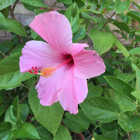 Classic Pink Hibiscus Single Pink Rosa Flowers Pink Flowering Bushes Hibiscus Plant Flowers