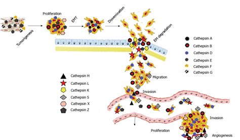 Role Of Cathepsins In Tumor Metastasis Process Cathpesin E F G Z