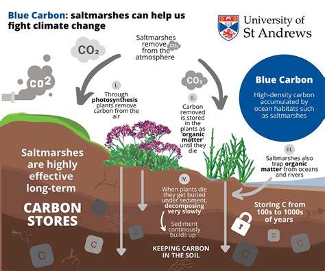 What Is Blue Carbon Infographic