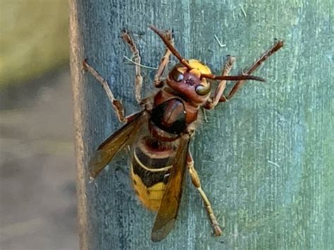 Georgia Wasps Pictures And Id Help Green Nature