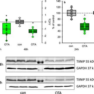 Mrna A And Protein B Expression Of Txnip After Exposure To Nm